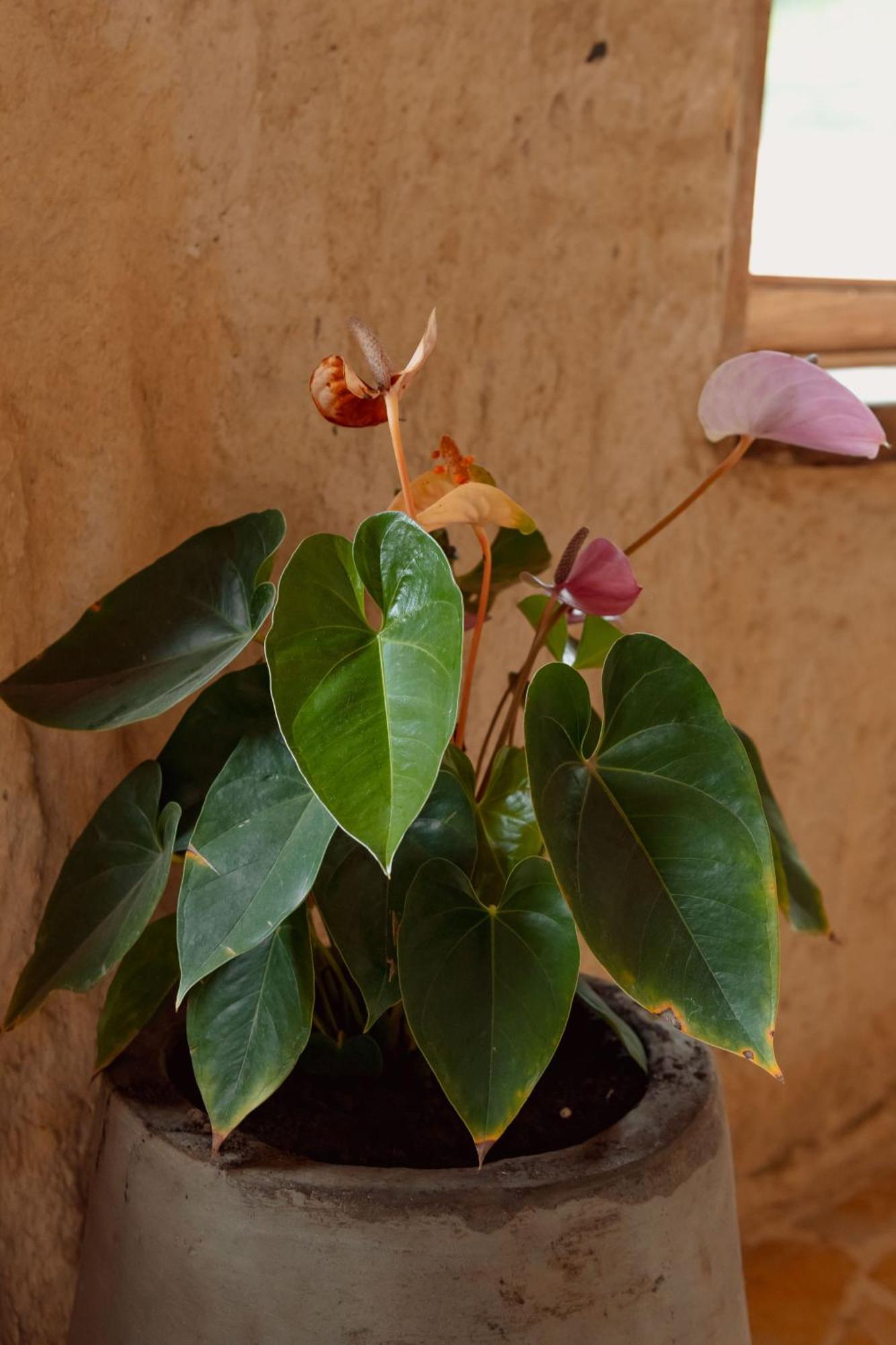 Hotel Pachamama Campestre Dosquebradas المظهر الخارجي الصورة